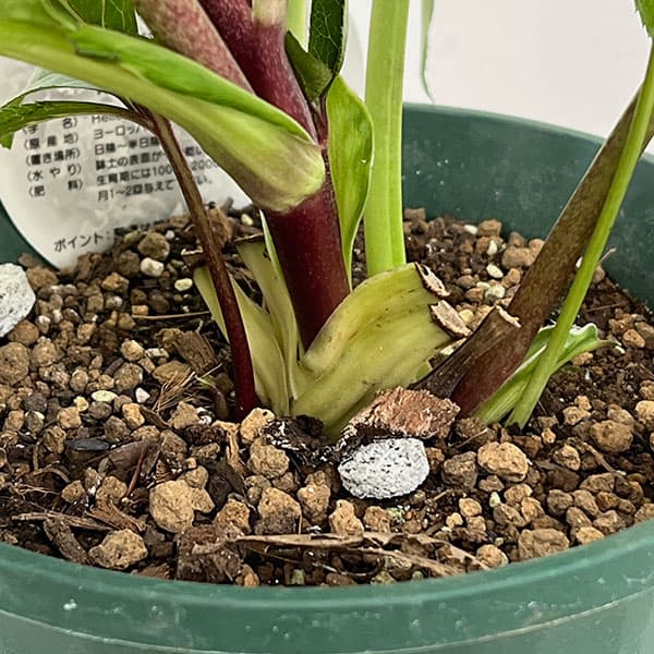 クリスマスローズ：ダブルエレン26-21／5号鉢【現品販売】