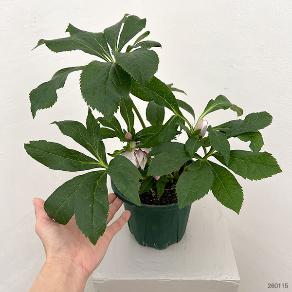 クリスマスローズ：ダブルエレン26-22／5号鉢【現品販売】