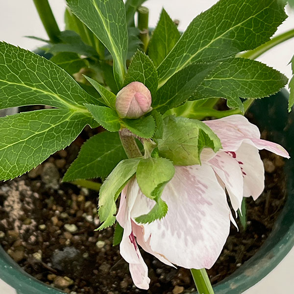 クリスマスローズ：ダブルエレン26-22／5号鉢【現品販売】