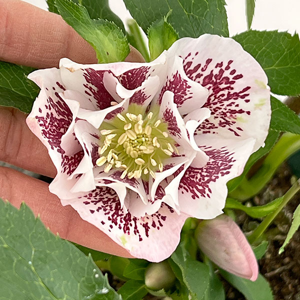 クリスマスローズ：ダブルエレン26-22／5号鉢【現品販売】