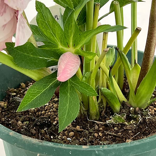 クリスマスローズ：ダブルエレン26-22／5号鉢【現品販売】