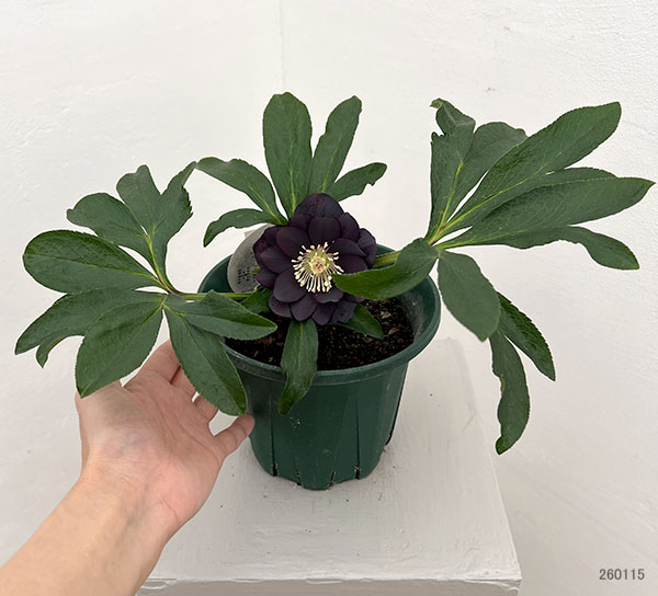 クリスマスローズ：ダブルエレン26-23／5号鉢【現品販売】