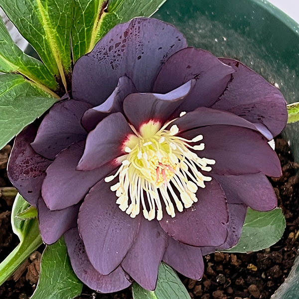 クリスマスローズ：ダブルエレン26-23／5号鉢【現品販売】