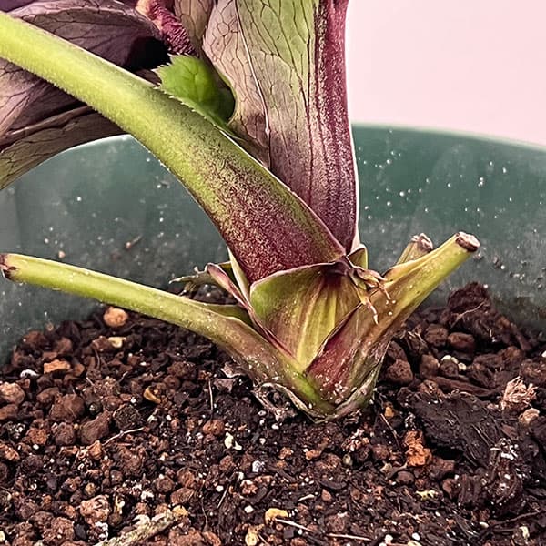 クリスマスローズ：ダブルエレン26-23／5号鉢【現品販売】