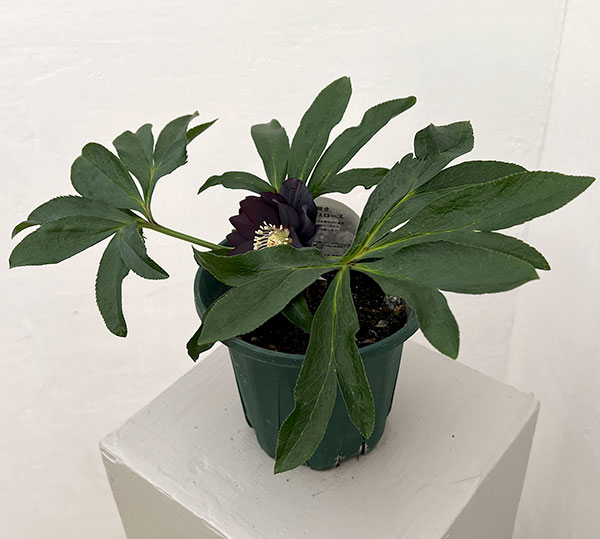 クリスマスローズ：ダブルエレン26-23／5号鉢【現品販売】