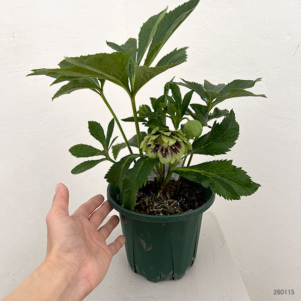 クリスマスローズ：ダブルエレン26-24／5号鉢【現品販売】