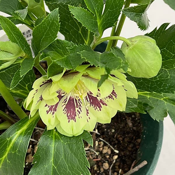 クリスマスローズ：ダブルエレン26-24／5号鉢【現品販売】