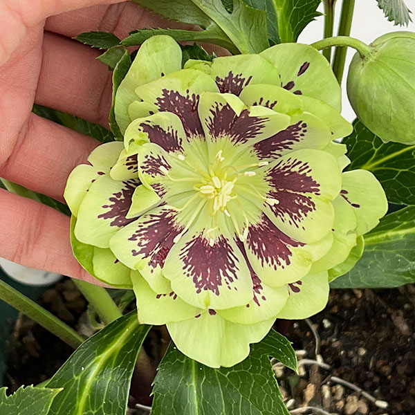 クリスマスローズ：ダブルエレン26-24／5号鉢【現品販売】