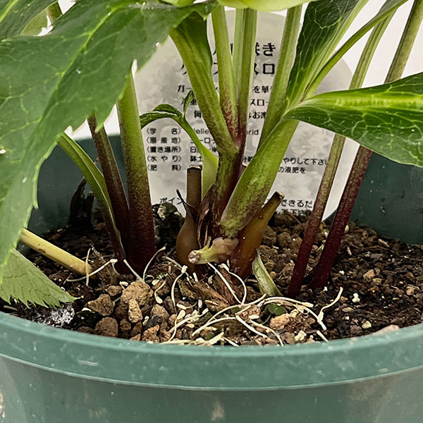 クリスマスローズ：ダブルエレン26-24／5号鉢【現品販売】