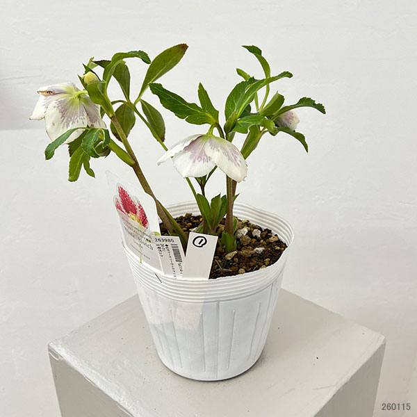 松村ナーセリーさんのクリスマスローズ：26-01シングル　ホワイトブロッチ／5号ポット【現品販売】