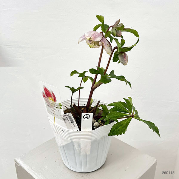松村ナーセリーさんのクリスマスローズ：26-02シングル　ホワイトブロッチ／5号ポット【現品販売】