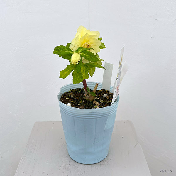 松村ナーセリーさんのクリスマスローズ：26-03ダブル　ゴールド系／4号ロングポット【現品販売】