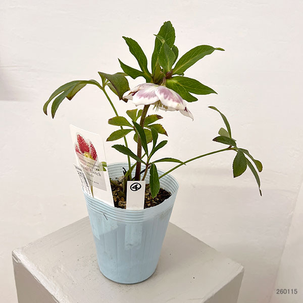 松村ナーセリーさんのクリスマスローズ：26-04シングル　ホワイトブロッチ／4号ロングポット【現品販売】