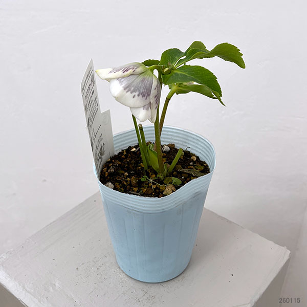 松村ナーセリーさんのクリスマスローズ:26-05シングル ホワイトブロッチ/4号ロングポット【現品販売】