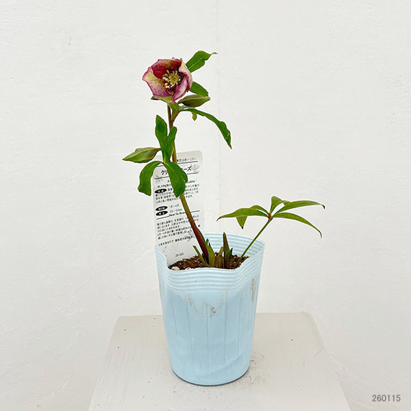 松村ナーセリーさんのクリスマスローズ：26-06セミダブル／4号ロングポット【現品販売】