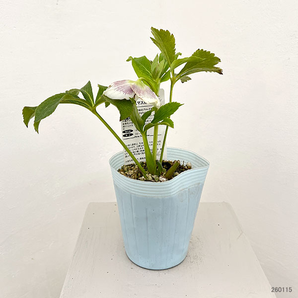 松村ナーセリーさんのクリスマスローズ：26-07シングル　ホワイトブロッチ／4号ロングポット【現品販売】