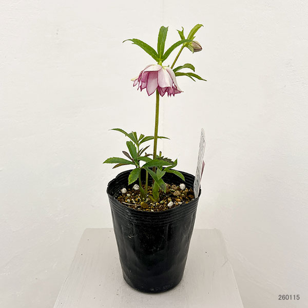 松村ナーセリーさんのクリスマスローズ：26-08ダブル　ハッピーカラーズ／4.5号ロングポット【現品販売】