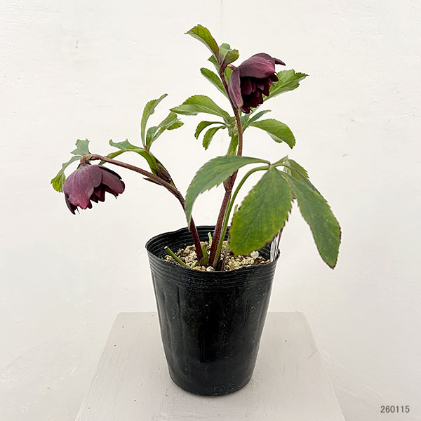 松村ナーセリーさんのクリスマスローズ：26-09ダブル　レッド／4.5号ロングポット【現品販売】