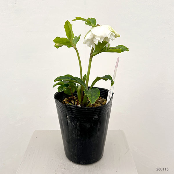 松村ナーセリーさんのクリスマスローズ：26-10ダブル　ホワイト／4.5号ロングポット【現品販売】