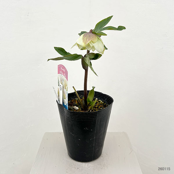 松村ナーセリーさんのクリスマスローズ：26-11ダブル　ホワイト／4.5号ロングポット【現品販売】