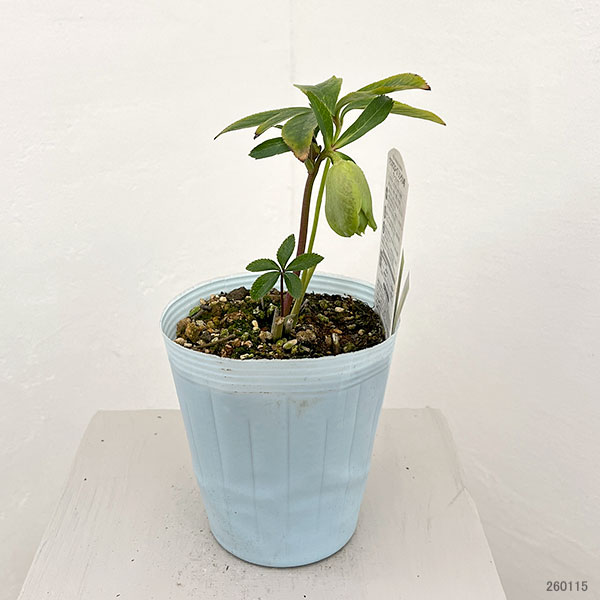 松村ナーセリーさんのクリスマスローズ：26-13シングル　グリーンブロッチ／4.5号ロングポット【現品販売】