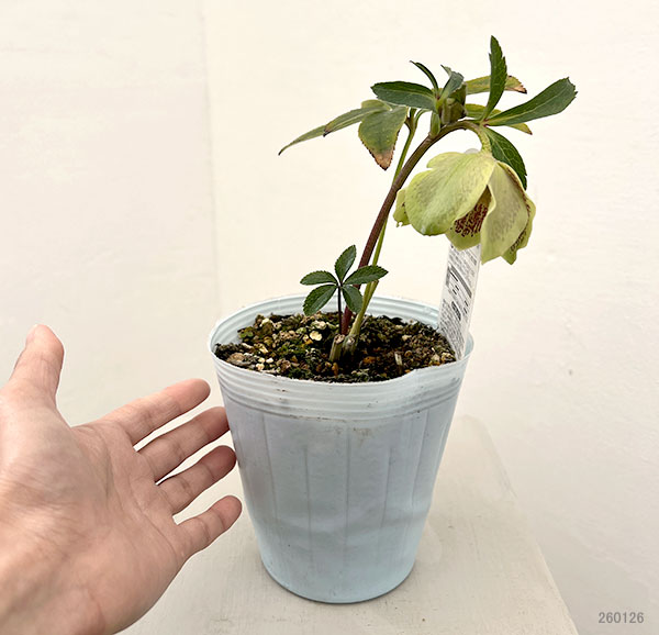 松村ナーセリーさんのクリスマスローズ：26-13シングル　グリーンブロッチ／4.5号ロングポット【現品販売】