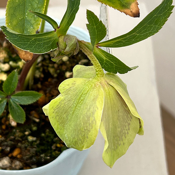 松村ナーセリーさんのクリスマスローズ：26-13シングル　グリーンブロッチ／4.5号ロングポット【現品販売】