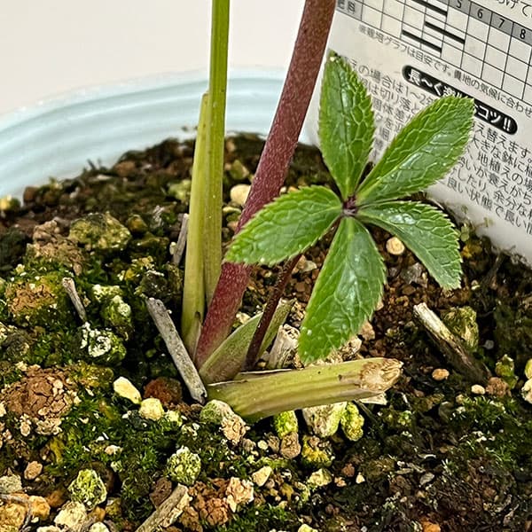 松村ナーセリーさんのクリスマスローズ：26-13シングル　グリーンブロッチ／4.5号ロングポット【現品販売】