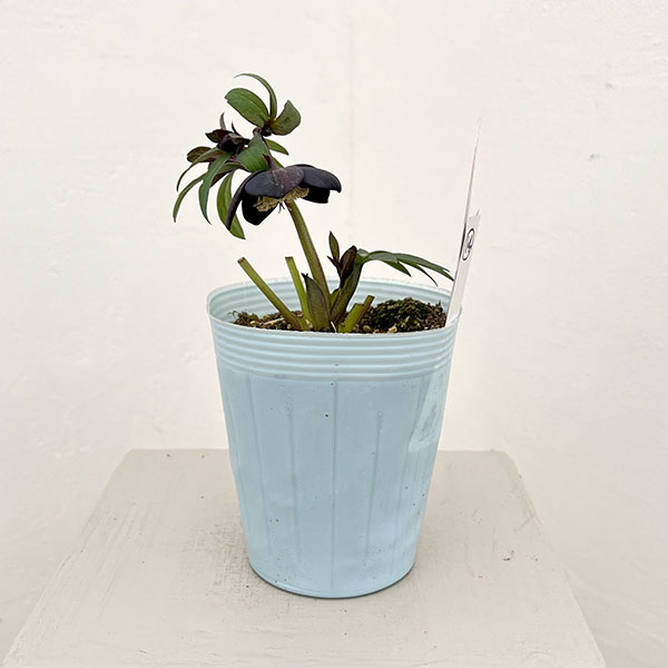 松村ナーセリーさんのクリスマスローズ：26-14シングル　ブラック／4号ロングポット【現品販売】