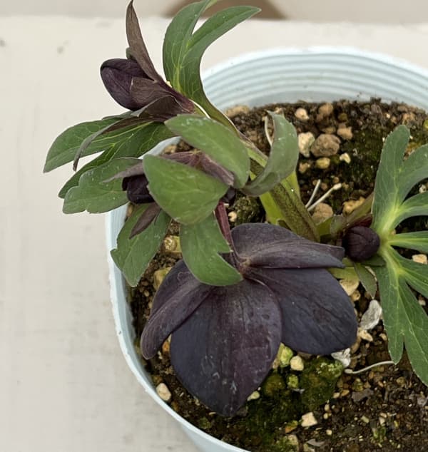 松村ナーセリーさんのクリスマスローズ：26-14シングル　ブラック／4号ロングポット【現品販売】