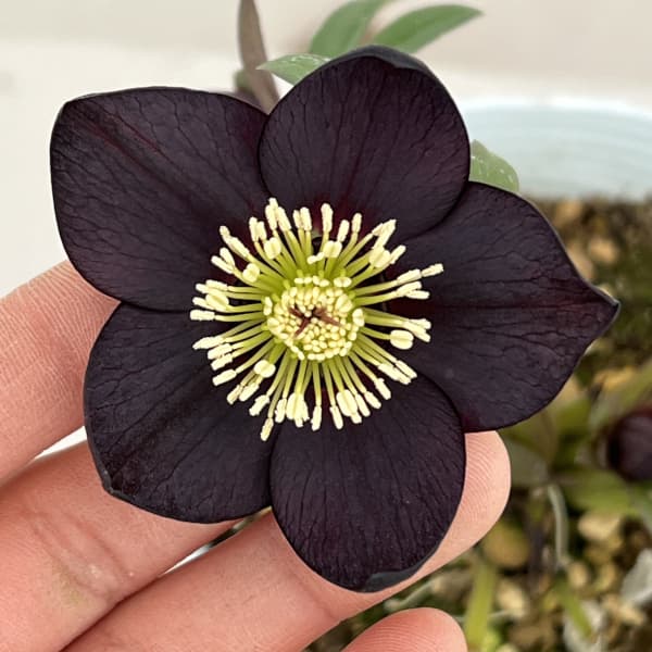 松村ナーセリーさんのクリスマスローズ：26-14シングル　ブラック／4号ロングポット【現品販売】