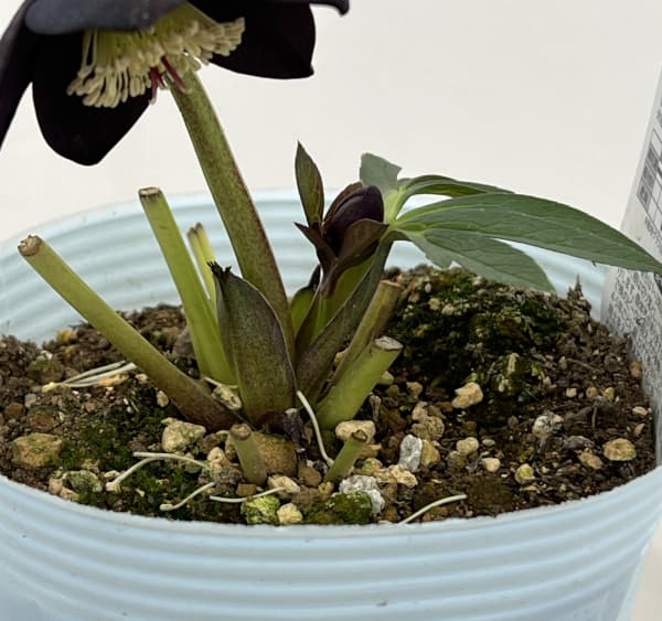 松村ナーセリーさんのクリスマスローズ：26-14シングル　ブラック／4号ロングポット【現品販売】