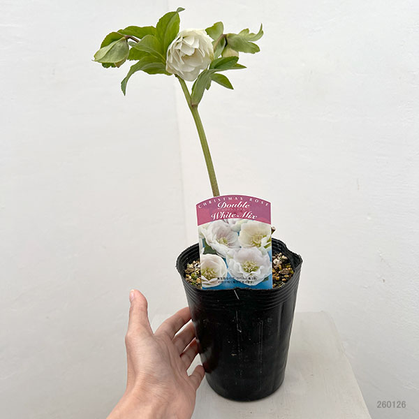 松村ナーセリーさんのクリスマスローズ：26-15ダブル　ホワイト／4.5号ロングポット【現品販売】
