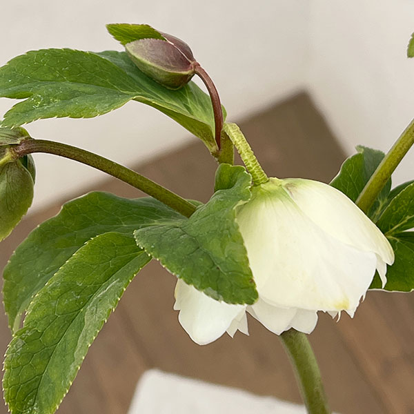 松村ナーセリーさんのクリスマスローズ：26-15ダブル　ホワイト／4.5号ロングポット【現品販売】