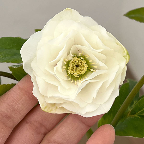 松村ナーセリーさんのクリスマスローズ：26-15ダブル　ホワイト／4.5号ロングポット【現品販売】