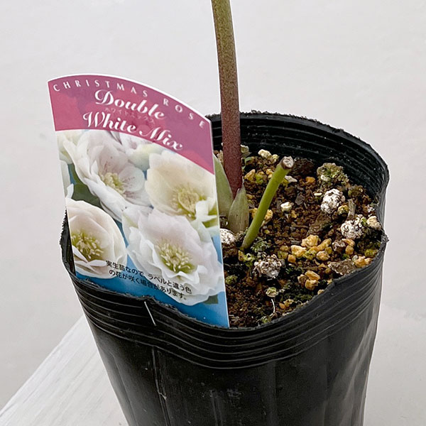 松村ナーセリーさんのクリスマスローズ：26-15ダブル　ホワイト／4.5号ロングポット【現品販売】