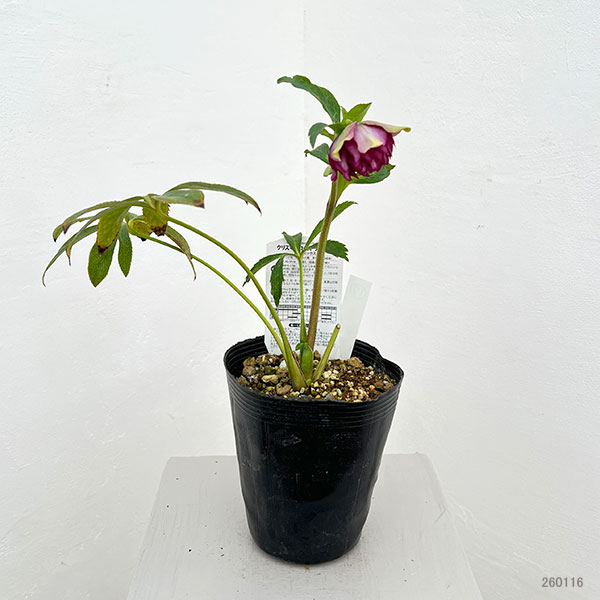 松村ナーセリーさんのクリスマスローズ：26-17ダブル　レッド／4.5号ロングポット【現品販売】