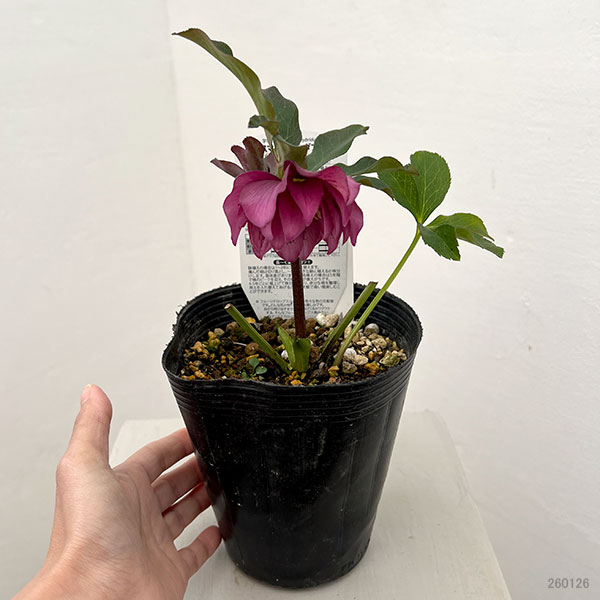 松村ナーセリーさんのクリスマスローズ：26-18ダブル　フルーツドロップス／4.5号ロングポット【現品販売】