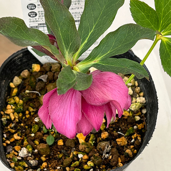 松村ナーセリーさんのクリスマスローズ：26-18ダブル　フルーツドロップス／4.5号ロングポット【現品販売】