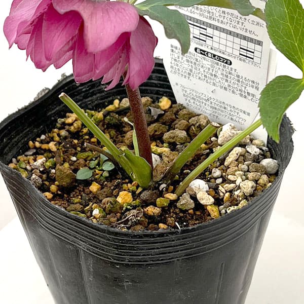 松村ナーセリーさんのクリスマスローズ：26-18ダブル　フルーツドロップス／4.5号ロングポット【現品販売】