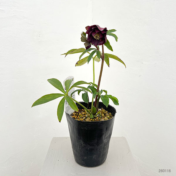 松村ナーセリーさんのクリスマスローズ：26-19ダブル　レッド／4.5号ロングポット【現品販売】