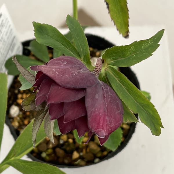 松村ナーセリーさんのクリスマスローズ：26-19ダブル　レッド／4.5号ロングポット【現品販売】