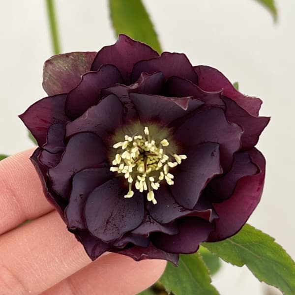 松村ナーセリーさんのクリスマスローズ：26-19ダブル　レッド／4.5号ロングポット【現品販売】