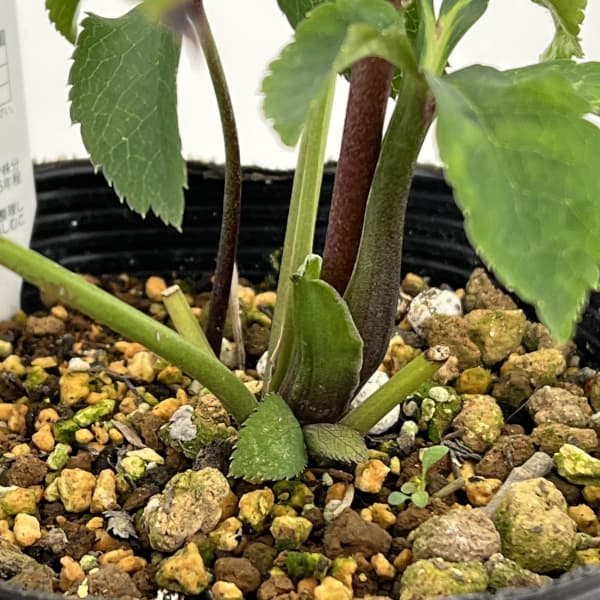 松村ナーセリーさんのクリスマスローズ：26-19ダブル　レッド／4.5号ロングポット【現品販売】