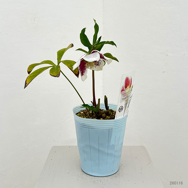 松村ナーセリーさんのクリスマスローズ：26-20シングル　ホワイトブロッチ／4号ロングポット【現品販売】