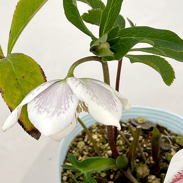 松村ナーセリーさんのクリスマスローズ：26-20シングル　ホワイトブロッチ／4号ロングポット【現品販売】（咲き進み～開花終了株）