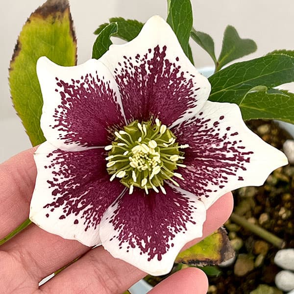 松村ナーセリーさんのクリスマスローズ：26-20シングル　ホワイトブロッチ／4号ロングポット【現品販売】（咲き進み～開花終了株）