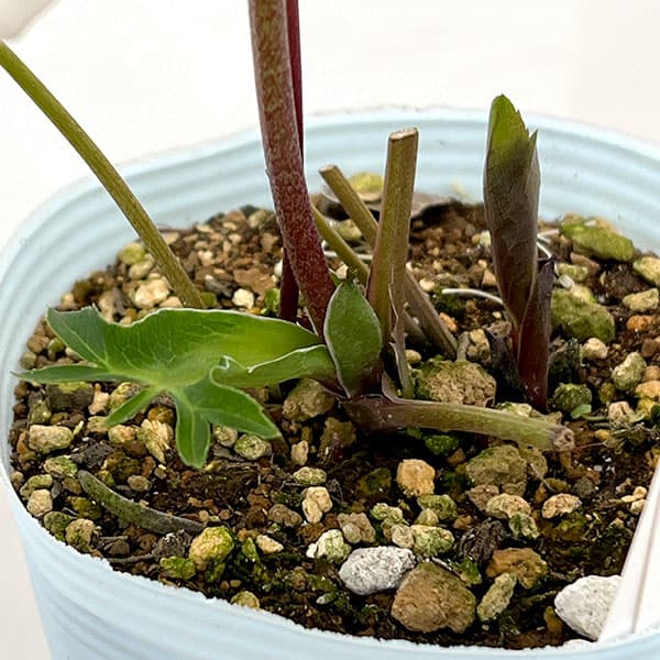 松村ナーセリーさんのクリスマスローズ：26-20シングル　ホワイトブロッチ／4号ロングポット【現品販売】（咲き進み～開花終了株）