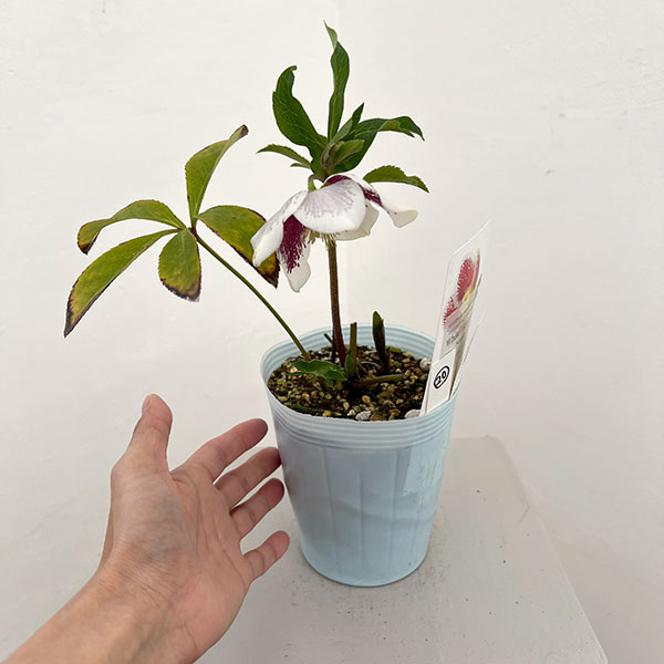 松村ナーセリーさんのクリスマスローズ：26-20シングル　ホワイトブロッチ／4号ロングポット【現品販売】（咲き進み～開花終了株）