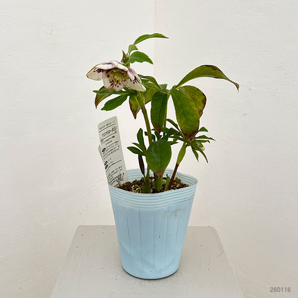 松村ナーセリーさんのクリスマスローズ：26-21セミダブル　ホワイトブロッチ／4号ロングポット【現品販売】